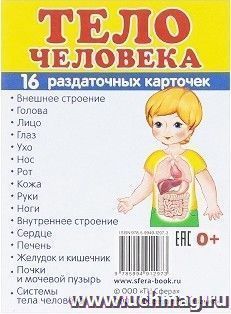 Тело человека. Раздаточные карточки — интернет-магазин УчМаг