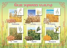 Комплект плакатов "Хлеб - всему голова": 4 плаката формата А3 с методическим сопровождением — интернет-магазин УчМаг